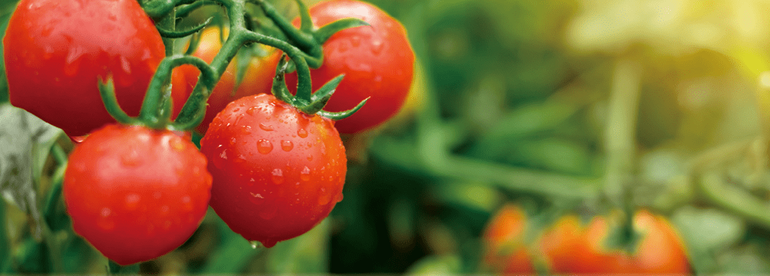好视界苹果版西红柿:硬核“爱情果”！情人节送西红柿，你敢不敢？
